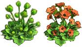 Mohn-Strauch aus dem Eigenbau Bildtext