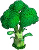 Riesiger Broccoli 2