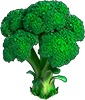 Riesiger Broccoli 3