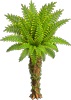 Tropische Palme 3