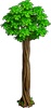 Tropischer Baum 2